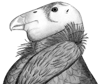 Hand drawn image of a Condor